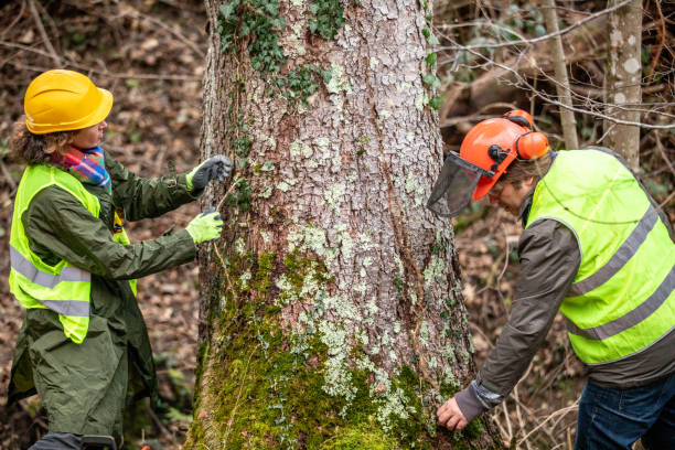 How Our Tree Care Process Works  in  South Lebanon, OH