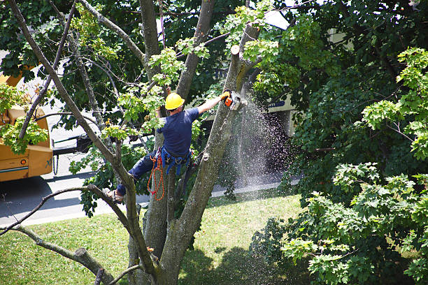 Lawn Irrigation Installation and Maintenance in South Lebanon, OH